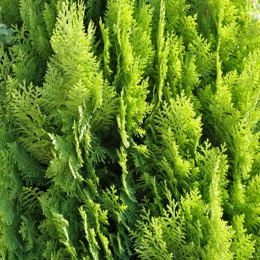 Plantning og pasning af thuja 